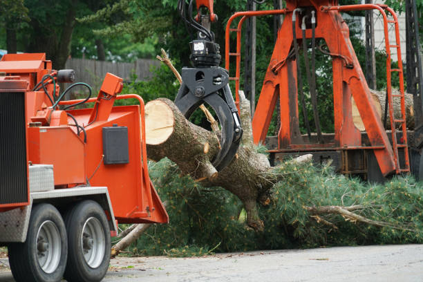 Why Choose Our Tree Removal Services in Bondurant, IA?